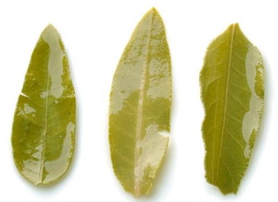 罗布麻叶的功效与作用