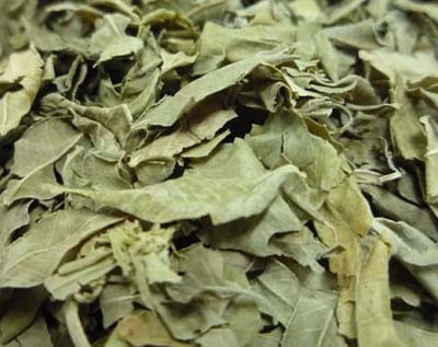 罗罗布麻叶的功效与作用