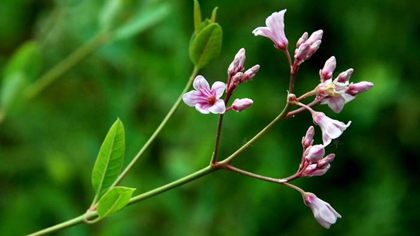 罗布麻茶什么时候喝好