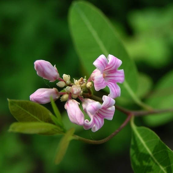 罗布麻茶的功效与作用及副作用
