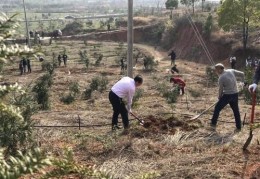 好消息！“一村万树”商标注册成功